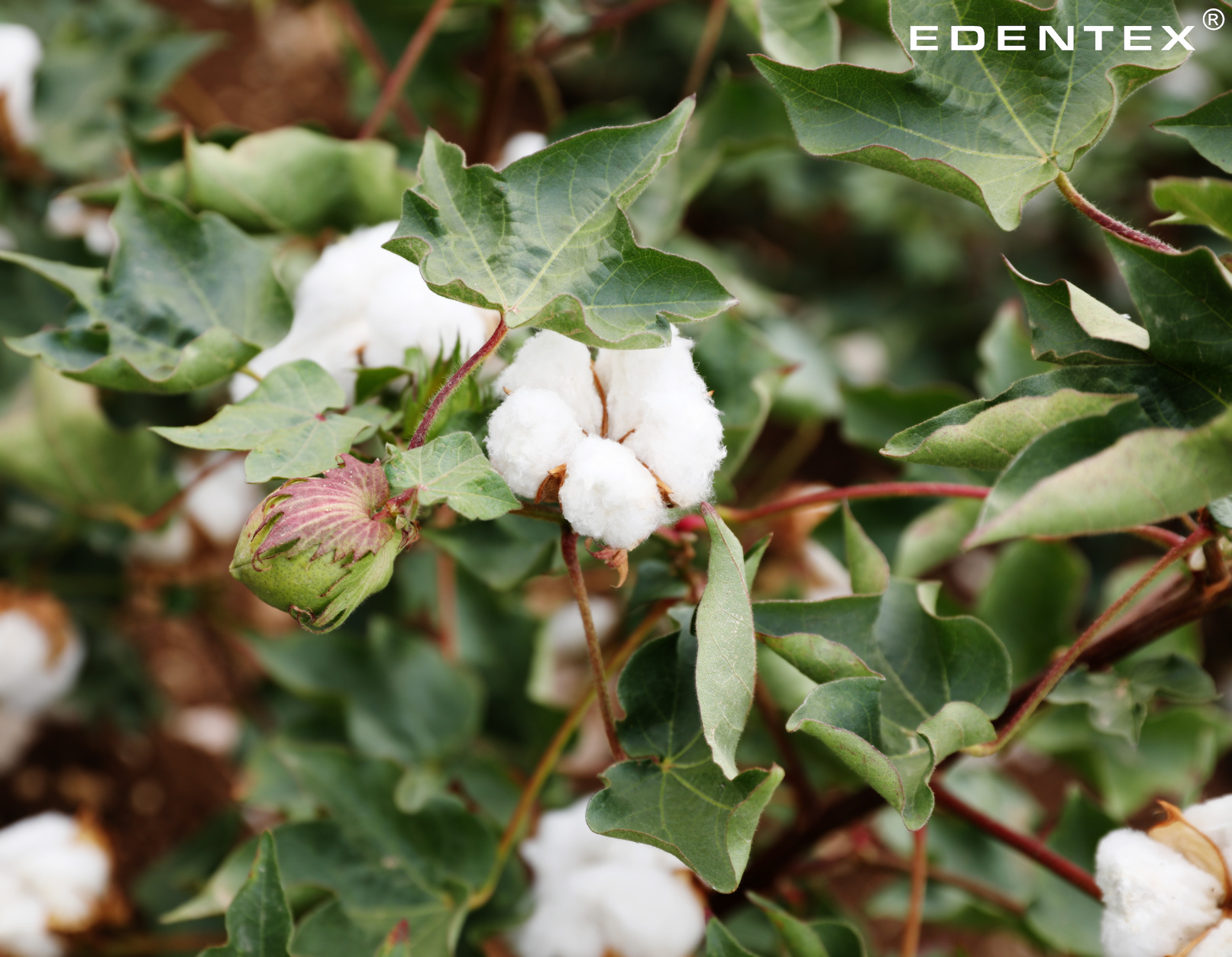 Otulony dzianinami z bawełny EDENTEX® możesz cieszyć się ich pięknem, jednocześnie pozostając w zgodzie z naturą